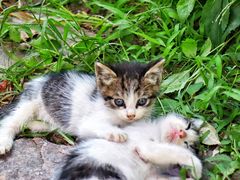 -海边的猫和咖啡馆