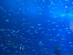 -亚特兰蒂斯•OSSIANO奥西亚诺海底餐厅