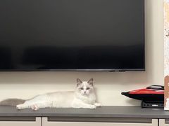 -猫大福·Fortune Cat猫舍(百子湾店)