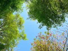 -顺峰山公园
