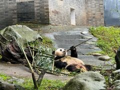 -都江堰中华大熊猫苑