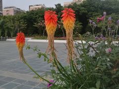 -深圳国际园林花卉博览园