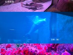 -蓬莱欧乐堡海洋极地世界