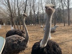 -大连森林动物园