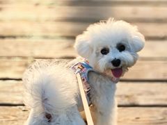 -翊宠yipet猫狗购宠庄园犬舍•猫舍