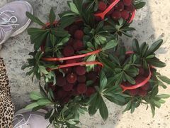 -塘栖枇杷特色园区