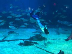 -烟台海昌鲸鲨海洋公园