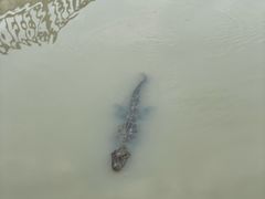 -中国扬子鳄村