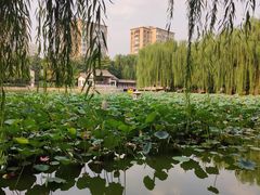 -团结湖公园