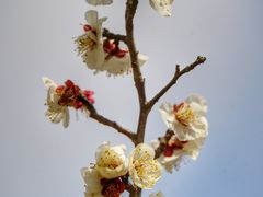 -顾村公园