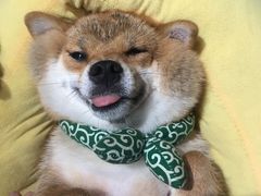 -逗柴咖啡屋·狗咖猫咖宠物桌游