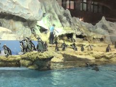 -帝企鹅自助餐厅•儿童岛•真企鹅(长隆企鹅酒店)