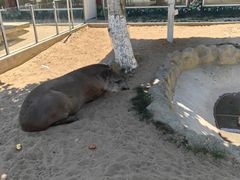 -西霞口神雕山野生动物世界