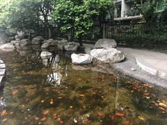 -神仙树公园