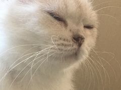 -鼓捣猫呢主题猫咖店