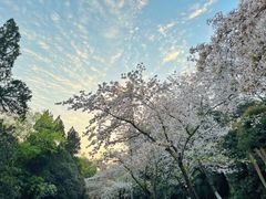 -武汉大学-樱园