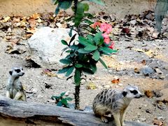 -清迈夜间动物园