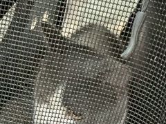 -四月宠物医院·猫专科·心脏专科·内科(转塘店)