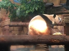 -泉州海丝野生动物世界