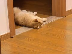 -欣宠猫屋·矮脚拿破仑·蓝金金渐层