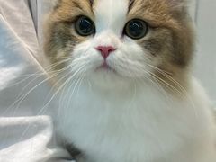 -momokira米努特·德文卷毛猫·棉花面纱犬