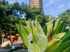 -八大处公园