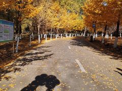 -长白岛森林公园