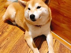 -柴务处·柴犬主题狗咖