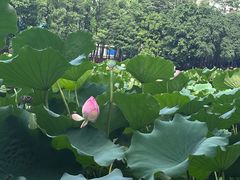 -荔湾湖公园