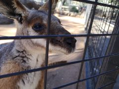 -费瑟代尔野生动物园