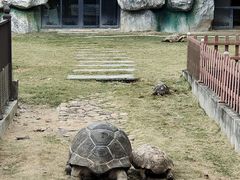 -广东惠东海龟国家级自然保护区