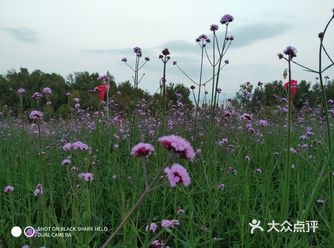 红树林，一个来了很多次的地方