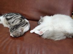 -MOCHA明星猫咖(田子坊店)