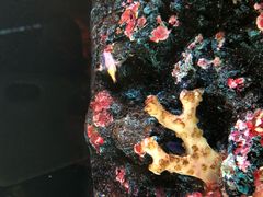 -暹罗海洋世界