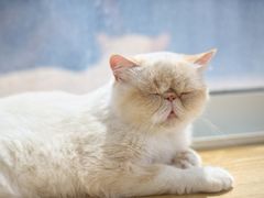 -Heymao猫咖.咖啡厅(东门店)