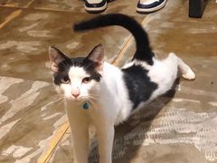 -小板凳(四公里店)