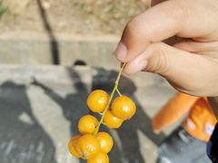 -天鹿湖森林公园