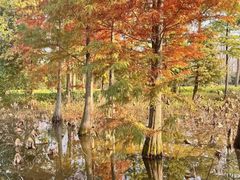 -溱湖国家湿地公园