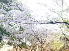 -武汉大学-樱园