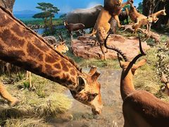 -国家自然博物馆