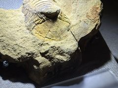 -陕西自然博物馆