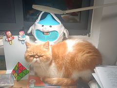 -可蒙动物医院·猫科·骨科中心(首义路店)