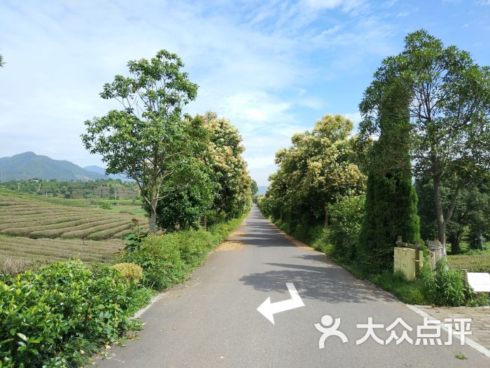 大木山骑行茶园景区图片 - 第1张