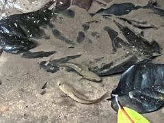 -西双版纳原始森林公园