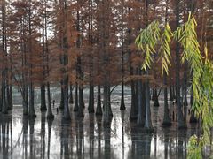 -白鹭湾湿地公园