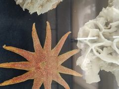 -上海海洋大学鱼文化博物馆(军工路校区)