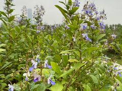 -深圳湾公园(南山区)