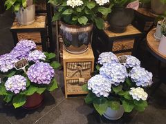 -豆豆花艺(新光天地店)