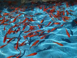 -萌宠亲子动物乐园(槐房万达店)