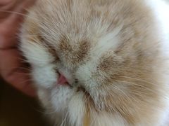 -滚猫咖啡·猫咖·猫友好撸猫(未来城店)
